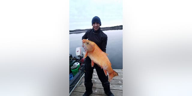 Jason Fugate was out bow-fishing with his friend, Jamie Brichacek, in the Brainerd Lakes Area, Minn., in April when he hooked a giant, bright orange fish.