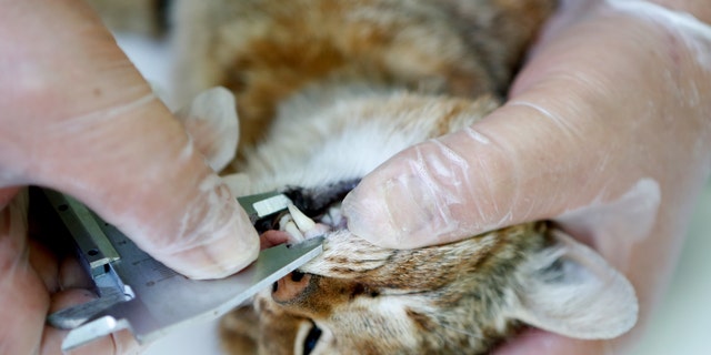 An employee of the French Forest and Hunting Office (Office Nationale des Forets et de la Chasse) measures the teeth of a "cat-fox" on June 12, 2019 in Asco on the French Mediterranean island of Corsica.