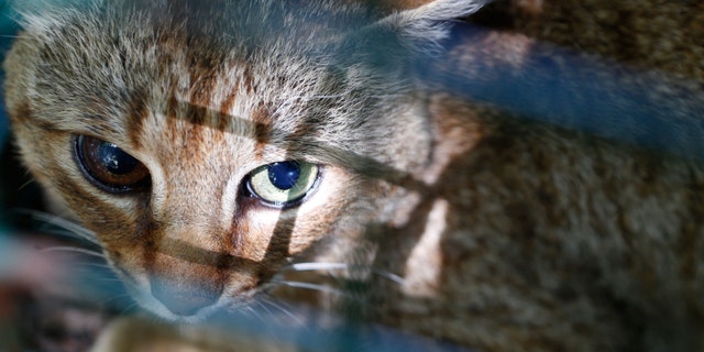 A picture taken on June 12, 2019 in Asco on the French Mediterranean island of Corsica shows a "cat-fox" or "Felis Silvestris."