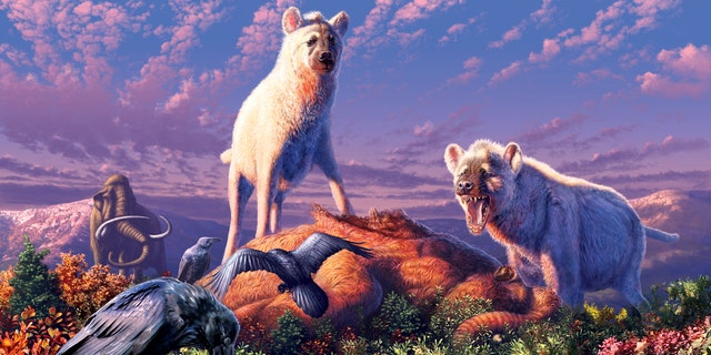 An illustration of two triumphant ancient hyenas (&lt;i&gt;Chasmaporthetes&lt;/i&gt;) standing over their next meal in what is now the Yukon Territory of Canada.