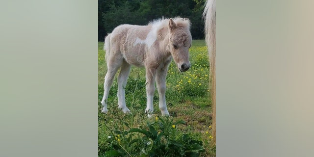 This undated photo provided by Kate Nichols shows a miniature pony named Pikachu in Fountain Inn, S.C. Nichols, the owner of a miniature pony, believes the animal was stolen from her South Carolina home. (Kate Nichols via AP)