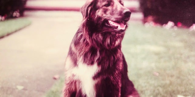 Daisy in her prime