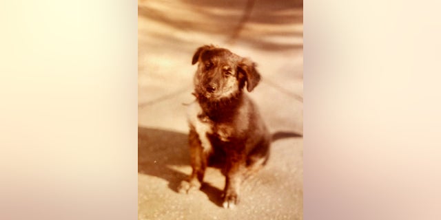 Daisy as a puppy