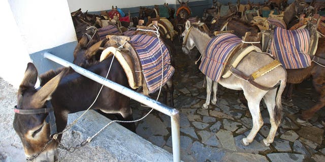 “The holiday season on islands is now a lot longer than it used to be, meaning that the donkeys are pretty much working the whole year round,” Christina Kaloudi, founder of the Santorini Animal Welfare Association said.