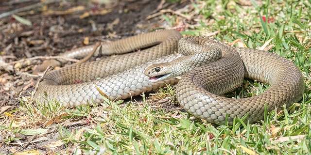 Eastern brown snakes are the second most toxic snakes in the world, Live Science reported, citing Australia's Billabong Sanctuary. (iStock)