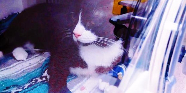 Westlake Legal Group Felix-at-Animal-Emergency-Oakdale-2 Minnesota cat recovering after sneaking into washing machine, survives wash cycle Talia Kaplan fox-news/us/us-regions/midwest/minnesota fox-news/odd-news fox-news/entertainment/genres/pets fox news fnc/us fnc article 34784e16-46a4-56e4-bfe4-8fcf3cf275f6
