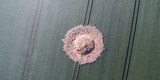 A big crater is pictured on a corn field after a bomb from the World War exploded in Halbach, Germany, Monday, June 24, 2019. The bomb must have stayed under the corn field since the World War until the chemical detonator reacted in the end. No one was injured. (Boris Roessler/dpa via AP)