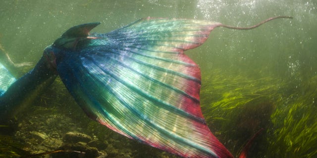 Beau Shepherd said the mermaid choice was personal. (Getty Images)
