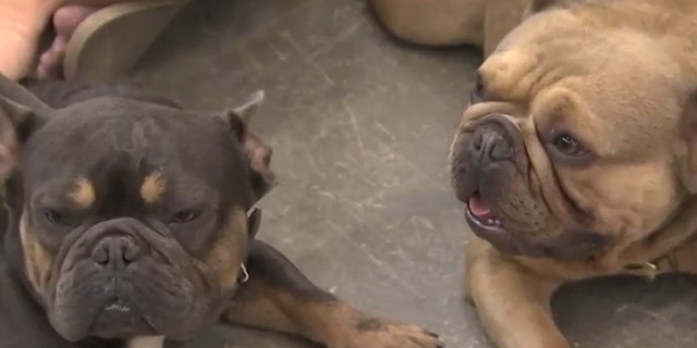 Got and Bruiser
