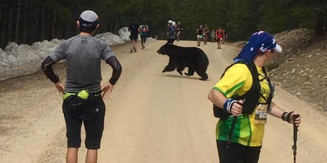 A bear crossed between runners during the Leadville Trail Marathon in Colorado Springs last weekend