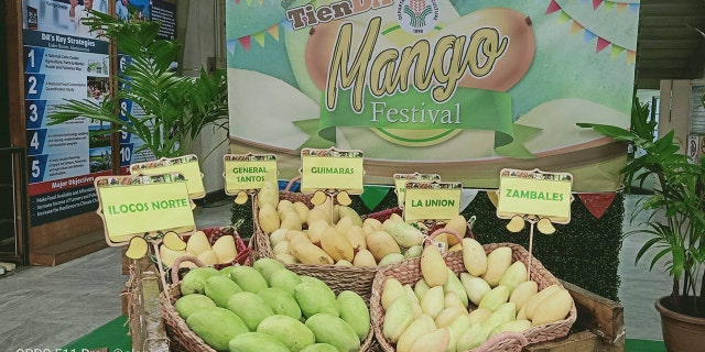 a number of mango farmers in Luzon express concern the "bumper harvest of mango" would go to waste.