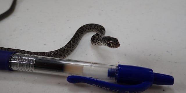 The small non-venomous snake, identified as a black racer snake, slithered into a man’s carry-on at Fort Lauderdale-Hollywood International Airport in Florida.