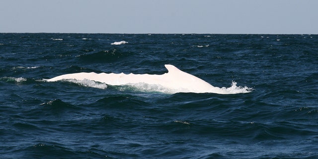 BYRON BAY, AUSTRALIA - SEPTEMBER 28: An Australian white humpback whale named Migaloo is seen off the coast of Byron Bay, Australia's most easterly point, on September 28, 2009 in Byron Bay, Australia. Migaloo is the only documented white humpback whale in the world and has been named as such meaning 'White Fella' in the Aborginal Australian language. The whale was first spotted in 1991. (Photo by Rob Dalton/Getty Images)