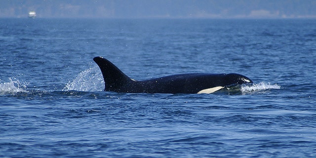 Curious orca surprises fishermen, swims alongside boat in amazing video ...