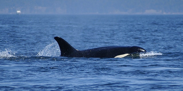 A group of fishermen were out looking for Yellowtail off the coast of San Diego when a curious orca broke off from its pod.