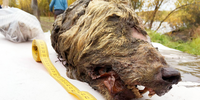 A local man discovered the severed head of a wolf that lived over 40,000 years ago.