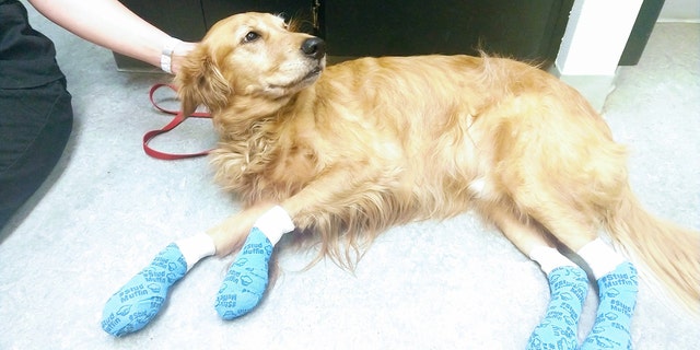 Olaf was treated after burning off his paw pads while out on a walk.