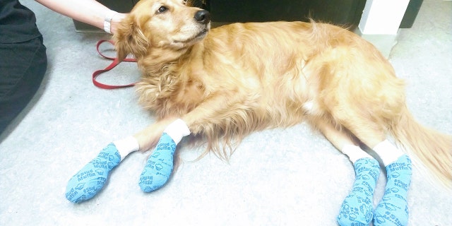 Olaf was treated after burning off his paw pads while out on a walk.