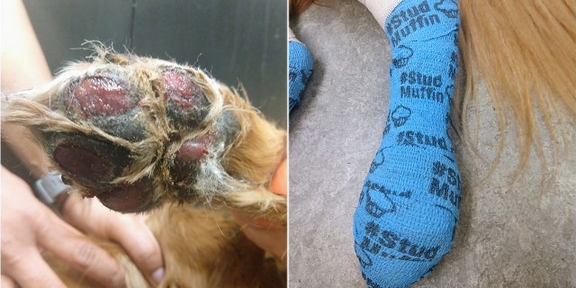 Olaf's paws were wrapped in blue bandages that say “#StudMuffin” with pictures of muffins.