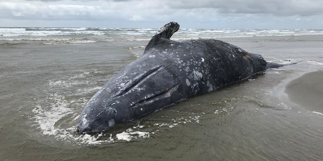 A stranded dead gray whale is pictured at Leadbetter Point State Park, Washington, U.S. in this April 3, 2019 handout photo. A necropsy found that it was unusually thin. John Weldon for the Northern Oregon/Southern Washington Marine Mammal Stranding Program under NOAA Fisheries Marine Mammal Health and Stranding Response Program/Handout via REUTERS.