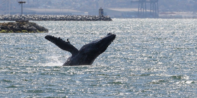 The humpback whales spotted in the New York-New Jersey waters tend to be younger.