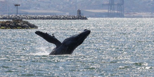 The humpback whales spotted in the New York-New Jersey waters tend to be younger.