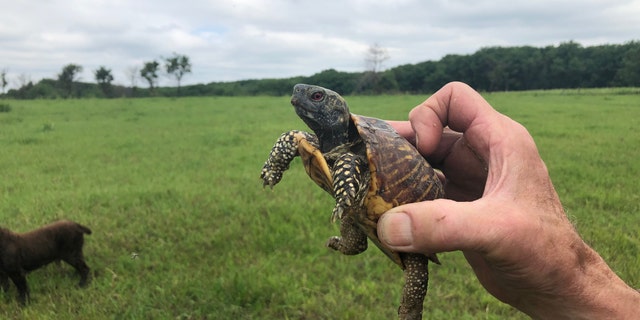 Ornate Box Turtle found on Nachusa Grasslands found in Franklin Grove, Illinois (FOX NEWS/MITTI HICKS)