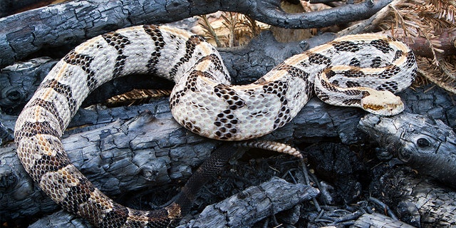 A rattlesnake caught an Alabama police officer by surprise earlier this week. (iStock)