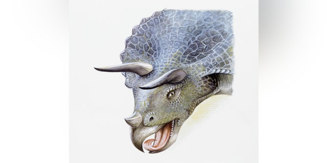 Illustration of Triceratops, close up.