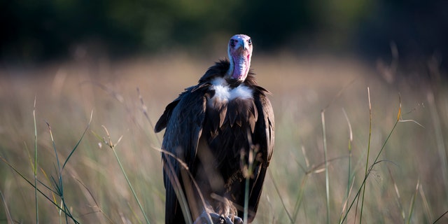 File photo - A Hooded Vulture (Necrosyrtes monachus) waiting to get to the scraps of a lion kill at the Linyanti Reserve near the Savuti Channel in northern part of Botswana.