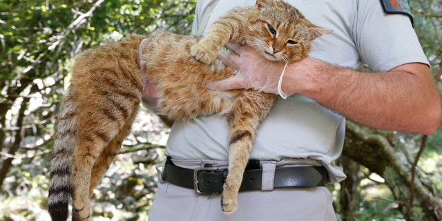 An employee of the French Forest and Hunting Office (Office Nationale des Forets et de la Chasse) Charles-Antoine Cecchini holds a "cat-fox" on June 12, 2019 in Asco on the French Mediterranean island of Corsica.