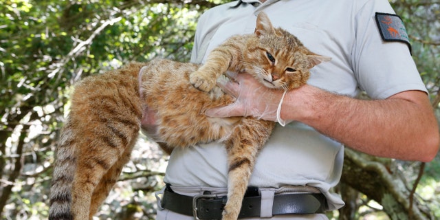 An employee of the French Forest and Hunting Office (Office Nationale des Forets et de la Chasse) Charles-Antoine Cecchini holds a "cat-fox" on June 12, 2019 in Asco on the French Mediterranean island of Corsica.