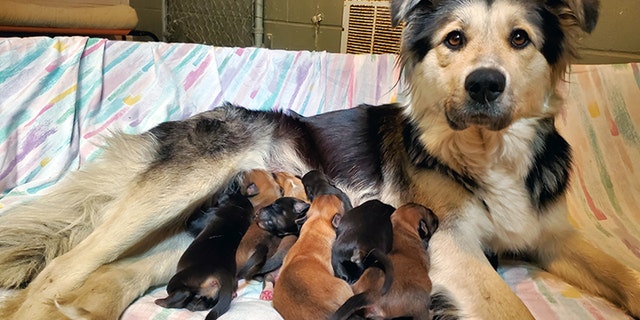 Casey y sus nueve cachorros fueron encontrados sellados en una caja en un relleno de Canadá la semana pasada, dijeron las autoridades.