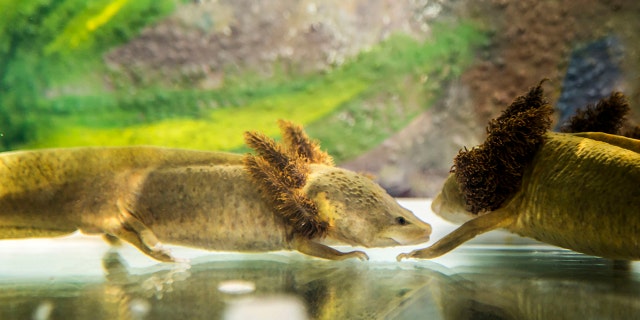 A couple of Ambystoma dumerilii salamanders, popularly known as achoque, are pictured at the aquaria where they are bred in captivity, at Our Lady of Health convent, in Patzcuaro, Michoacan state, central Mexico on August 22, 2018. - The neotenic salamander, endemic to the Patzcuaro Lake, is in danger of extinction due to water pollution. About 400 specimens of this amphibian are being taken care of at the convent, where nuns make achoque's cough syrup to treat respiratory diseases and even anemia. (Photo by ENRIQUE CASTRO / AFP) (Photo credit should read ENRIQUE CASTRO/AFP/Getty Images)