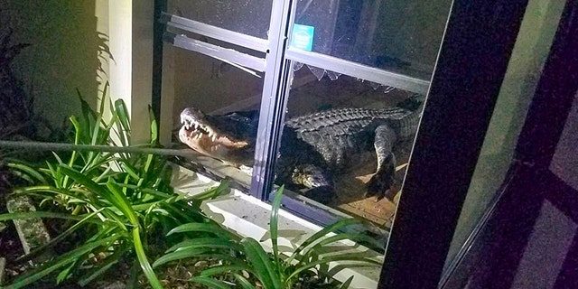 Alligator that broke into a woman's Florida home was hauled away to a private farm.