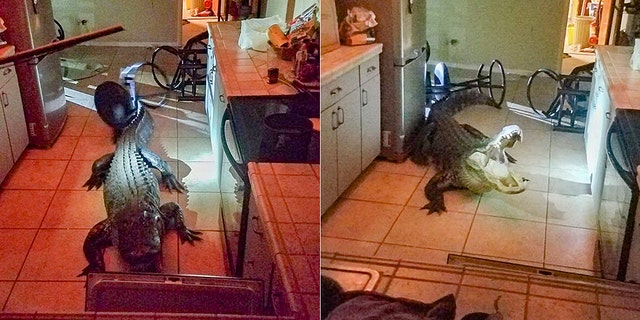 Clearwater, Fla., police captured an 11-foot alligator that broke into a woman's home early Friday.