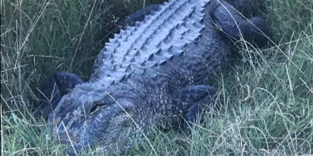 "This 8-footer was spotted tonight in the middle of Hwy. 1 in the hills of north Caddo Parish," the Sheriff's office wrote on Facebook