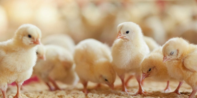 Germany's Federal Administrative Court ruled on Thursday that hen breeders can continue to kill male chicks after they hatch.