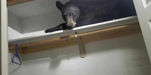 The Missoula County Sheriff’s Office responded a 911 call at around 5:45 a.m. after someone reported a black bear had entered their Butler Creek residence.