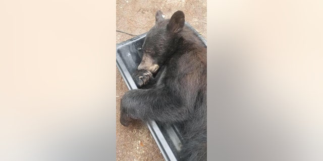 Deputies tried to get the bear’s attention from outside but the animal just “slowly stretched, yawned and, unamused, looked toward the door.”