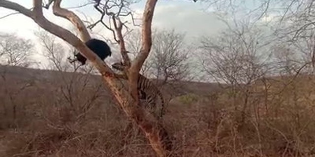 This is the moment a wild bear scared away a tiger that tried attacking it in the Ranthambore National Park in the Sawai Madhopur district of Rajasthan in India. The feline can be seen chasing the bear on the tree as it initially tries to escape and hangs from the tree. (Credit: SWNS)