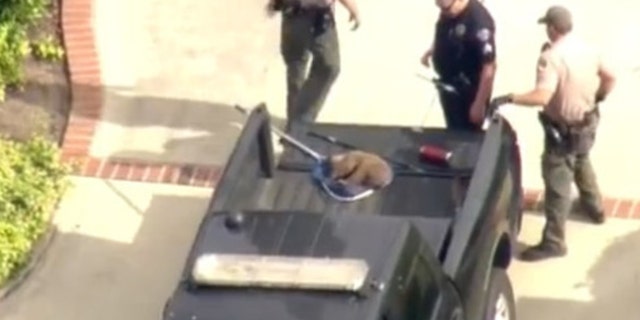 The mother bear and her cub were tranquilized and taken away.