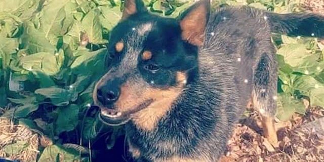 Blaze was mistakenly put down by the Davidson County Animal Shelter, leaving his family devastated.
