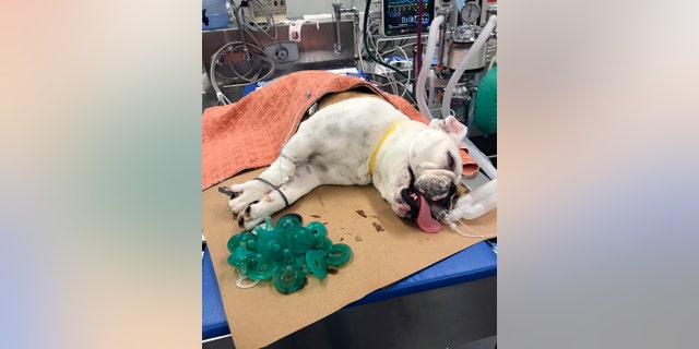 Mortimer rests while sedated on an operating room table after 19 pacifiers were removed from his stomach at the MSPCA's Angell Animal Medical Center in Boston.