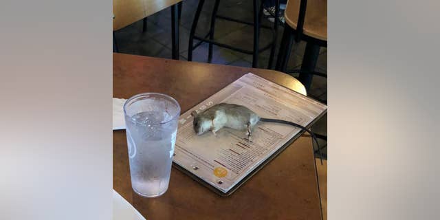 Buffalo Wild Wings Customers Shocked As Rat Falls From Restaurant