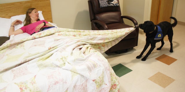 Canine Companions for Independence Instructor Leah Jacobson is training Boise to recognize when the veteran is in distress while sleeping. He will pull the covers off, which will help gently wake the veteran so the nightmare is interrupted.