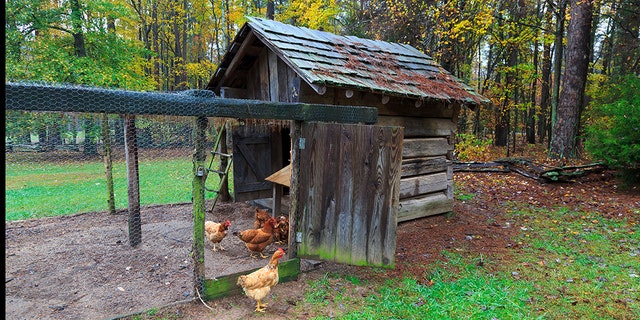 CDC tells public to not 'kiss or snuggle' chickens, ducks, backyard ...