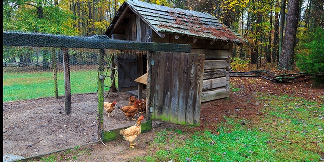 The CDC says people should wash their hands if they touch an object or surface that's in close contact with backyard poultry, which includes chicken coops.