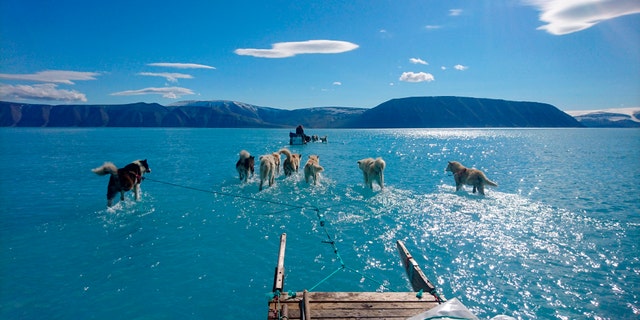 In this photo taken on Thursday, June 13, 2019 sled dogs make their way in northwest Greenland with their paws in melted ice water. Diplomats and climate experts gathered Monday in Germany for U.N.-hosted talks on climate change amid growing public pressure for governments to act faster against global warming. Over the weekend, a picture taken by Danish climate researchers showing sled dogs on the ice in northwest Greenland with their paws in melted ice water was widely shared on social media. Greenland’s ice melting season normally runs from June to August but the Danish Meteorological Institute said this year's melting started on April 30, the second-earliest time on record going back to 1980. (Danmarks Meteorologiske Institut/Steffen M. Olsen via AP)