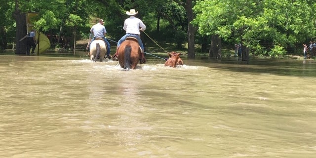 Oklahoma cowboys have rescued hundreds of livestock in the Tulsa region over the past two weeks